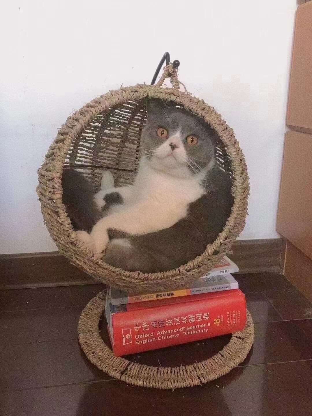 Hammock Cat Bed